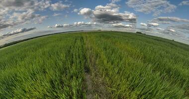 green little planet transformation with curvature of space among fields in sunny day and beautiful clouds video