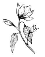 Vector Magnolia Flower. Hand drawn floral illustration in line art style painted by black inks on isolated background. Floral vintage engraved drawing for greeting cards or wedding invitations