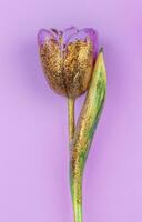 A beautiful flower covered with gold paint on a pink background. Golden tulip isolated. photo