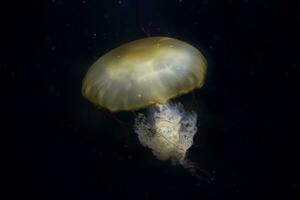 Beautiful jellyfish with a long tail on a black background photo