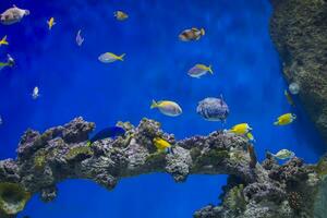 un rebaño de vistoso pescado en el antecedentes de el coral foto