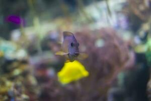 Aquarium fish on a blue background photo