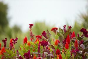 natural flor antecedentes. rojo flores de celosia en un azul cielo antecedentes. foto