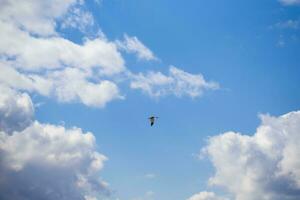 azul cielo con blanco volador nubes y un altísimo pájaro. foto