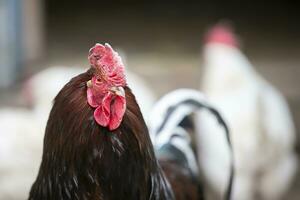 un importante negro gallo con un rojo barba y un peine mira a el cámara. foto