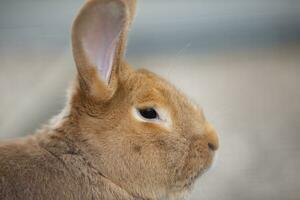 The muzzle of a New Zealand Red rabbit breed close-up in profile. photo