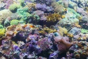 Multicolored corals background photo