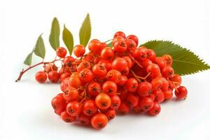 Bunch rowan berries nature. Generate Ai photo