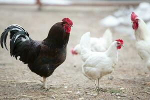 lujoso negro gallo camina con blanco gallinas en el granja. foto