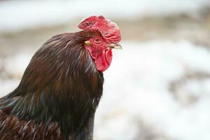 un importante negro gallo con un rojo barba y un cresta en perfil. foto