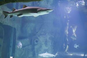 Huge scary shark in blue water photo