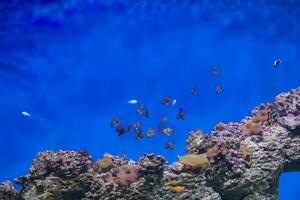 un rebaño de tropical pescado en el antecedentes de arrecifes y corales exótico pescado en azul agua foto