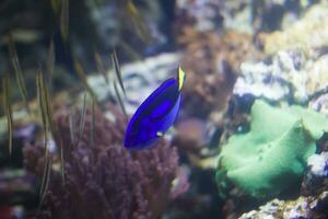 azul brillante pescado cirujano en el antecedentes de multicolor corales foto