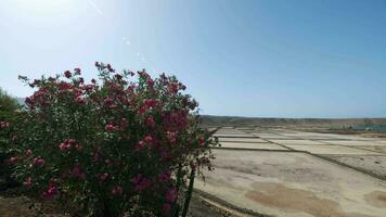 Salinen de Janubio Szene im Lanzarote, Kanarienvogel Inseln video