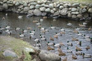 Many ducks swim in the water of the reservoir. photo