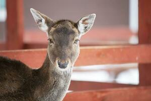 Close-up muzzle of a European deer cub without antlers. photo