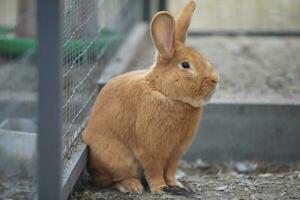 Rabbit New Zealand red fluffy in the aviary. photo