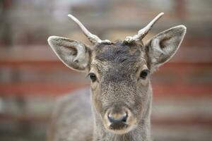 Close-up muzzle of a European deer in late winter. photo