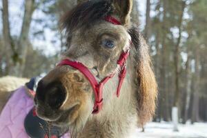 Muzzle of a pony horse close-up. She looks into the camera with questioning eyes. photo