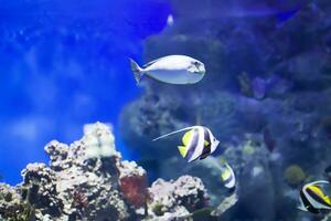 Tropical sea fish in blue water photo