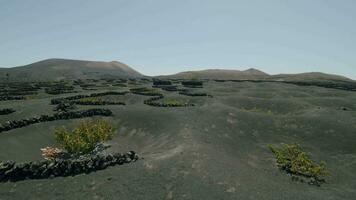 Scenery with La Geria vineyard in Lanzarote video