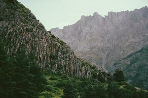 Green spruce on the background of the rocky mountains of Georgia. photo