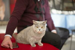 British cat with yellow eyes looks at the camera. photo