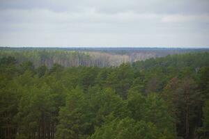 Landscape from above pine forest and cloudy sky. photo