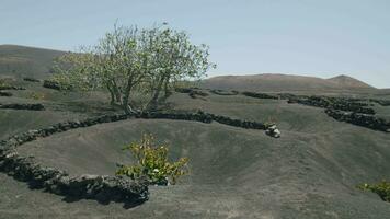 Flying over La Geria vineyards, Lanzarote video