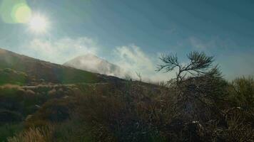 en närbild av en barr- buske mot de dimmig teide vulkan video