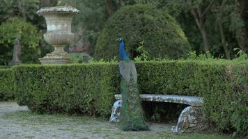 Beautiful and watchful peacock in the zoo video