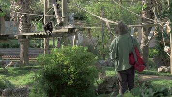 besökare tittar på svart Spindel apor i lissabon Zoo, portugal video