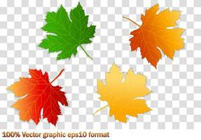 conjunto de otoño hojas, diferente colores con sombra. concepto - otoño, otoño humor. aislado otoño elementos para diseño. arce hojas. vector