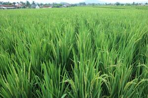 arroz plantas son Listo a ser cosechado foto