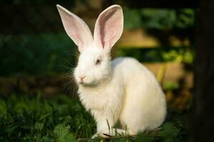 a beautiful white domestic rabbit is grazing and walking outdoors photo