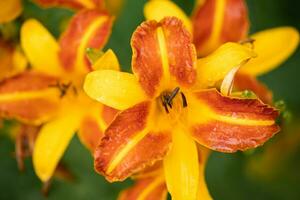 beautiful orange lily flowers with dew drops photo