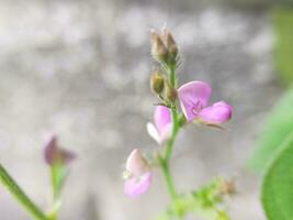 Desmodium adscendens growing wild in the photo with a macro model.