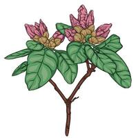 rhododendron branch with unblown flowers and leaves. vector drawing, botanical illustration