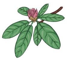 rhododendron branch with unblown buds and leaves. hand drawn illustration vector