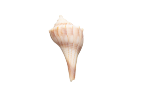 Isolated Conch Shell png