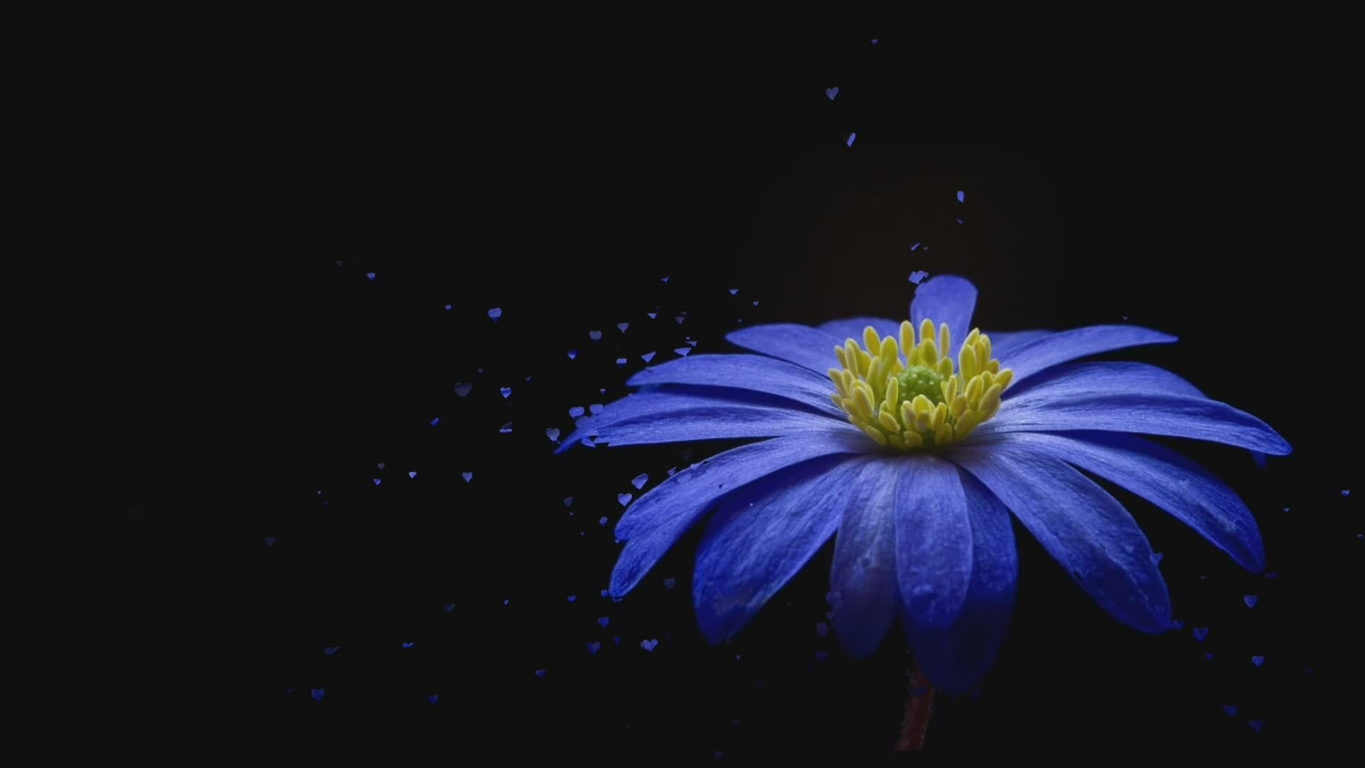 blue flower on black background 28692982 Stock Video at Vecteezy