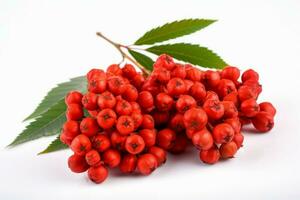 Bunch rowan berries. Generate Ai photo