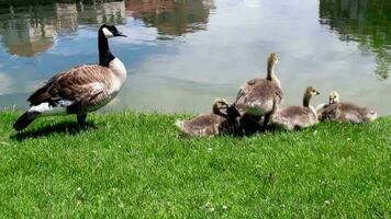 wild leven in de stad, Canadees ganzen door de meer video