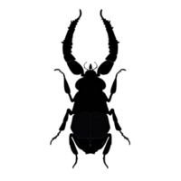 Käfer Silhouette Illustration png transparent Hintergrund