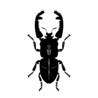 Käfer Silhouette Illustration png transparent Hintergrund