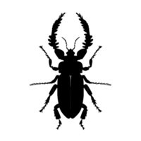 Beetle Silhouette Illustration PNG Transparent Background