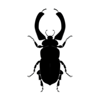 scarabée silhouette illustration png transparent Contexte