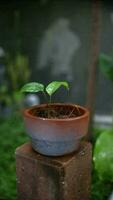 Small-sized Homalomena rubescens variegated seedling in a clay pot. video