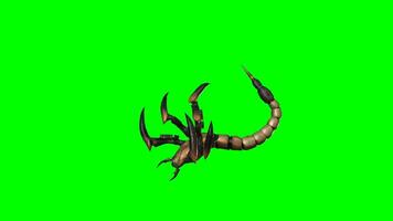 escorpión croma llave, parte superior ver de escorpión verde pantalla animación video