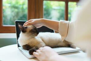 woman working from home with cat. cat asleep on the laptop keyboard. assistant cat working at Laptop photo